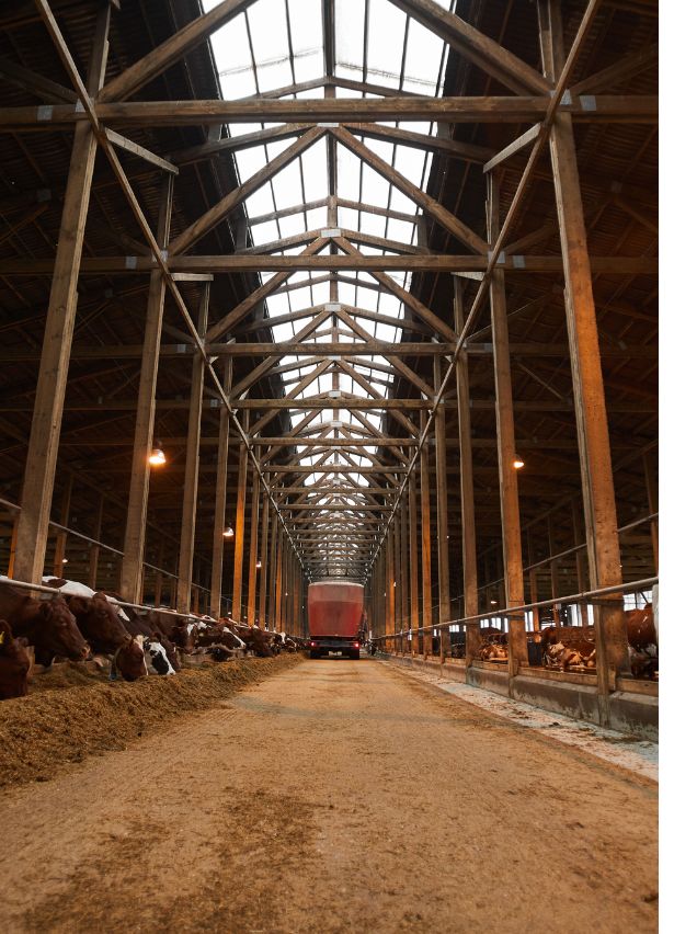Golden Wattle Dairy Farm